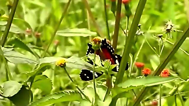Hot Brazilian Tranny Fucking in Forest